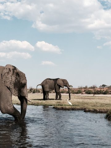 best Botswana eSim, Botswana esim, Botswana esim unlimited data, unlimited data esim Botswana, best esim for Botswana, Botswana tourist esim, esim Botswana, Botswana esim, Botswana esim for tourist, Botswana esim for tourists, Botswana prepaid esim, Prepaid eSim in Botswana, cheapest esim in Botswana, best data plan esim Botswana, Airalo Botswana Esim, Holafly Botswana eSim, Nomad eSim Botswana, MTX eSim Botswana, data eSim in Botswana, Airalo Botswana esim discount code, Holafly Botswana discount code, Nomad Botswana esim discount code, Ubigi Botswana esim discount code