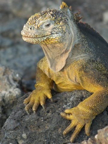 10 Most Popular Bucket List Adventures Around The World, Romantic Getaway: Reasons Why You Should Book A Galapagos Cruise With Your Partner