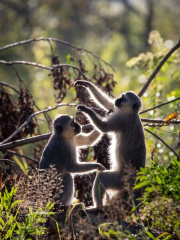 best Eswatini eSim, Eswatini esim, Eswatini esim unlimited data, unlimited data esim Eswatini, best esim for Eswatini, Eswatini tourist esim, esim Eswatini, Swaziland esim, Eswatini esim for tourist, Eswatini esim for tourists, Eswatini prepaid esim, Prepaid eSim in Eswatini, cheapest esim in Eswatini, best data plan esim Eswatini, Airalo Eswatini Esim, Holafly Eswatini eSim, Nomad eSim Eswatini, MTX eSim Eswatini, data eSim in Eswatini, Airalo Eswatini esim discount code, Holafly Eswatini discount code, Nomad Eswatini esim discount code, Ubigi Eswatini esim discount code