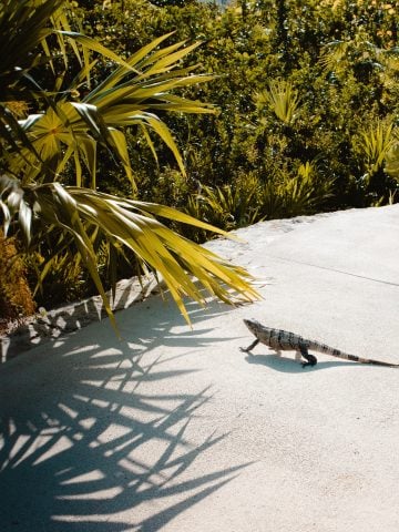 How To Get From Playa del Carmen to Islas Mujeres - All Possible Ways, cheapest way from Playa del Carmen to Islas Mujeres, Playa del Carmen to Islas Mujeres, ado bus from Playa del Carmen to Islas Mujeres, shared van from Playa del Carmen to Islas Mujeres, Colectivo from Playa del Carmen to Islas Mujeres, Uber from Playa del Carmen to Islas Mujeres, taxi from Playa del Carmen to Islas Mujeres