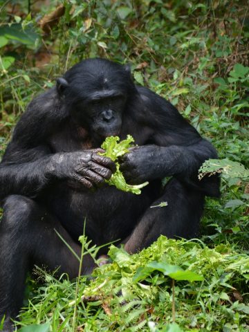 best DR Congo esim, DR Congo esim unlimited data, unlimited data esim DR Congo, best esim for DR Congo, DR Congo tourist esim, esim DR Congo, DR Congo esim, DR Congo esim for tourist, DR Congo esim for tourists, DR Congo prepaid esim, Prepaid eSim in DR Congo, cheapest esim in DR Congo, best data plan esim DR Congo, Airalo DR Congo Esim, Holafly DR Congo eSim, GigSky DR Congo eSim, Ubigi DR Congo esim discount code, Nomad eSim DR Congo, MTX eSim DR Congo, data eSim in DR Congo, Airalo DR Congo esim discount code, Holafly DR Congo discount code, Nomad DR Congo esim discount code