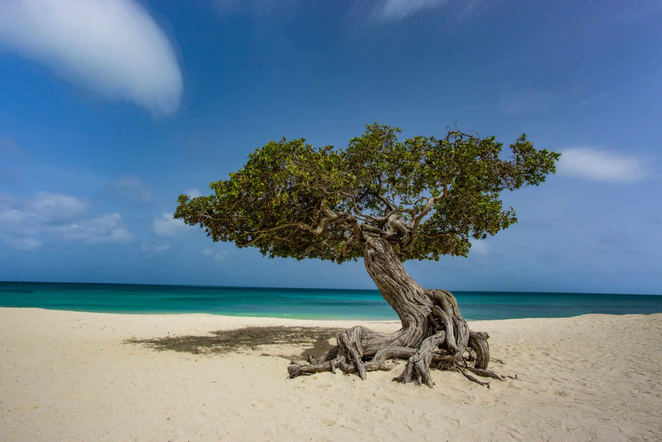 Divi Divi Trees - Aruba vs Bahamas