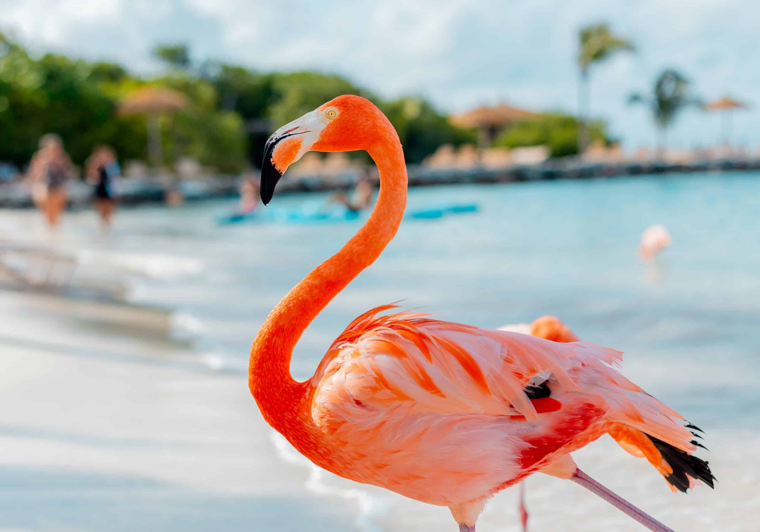Don’t Do This in Aruba: 20 Things Not to Do in Aruba