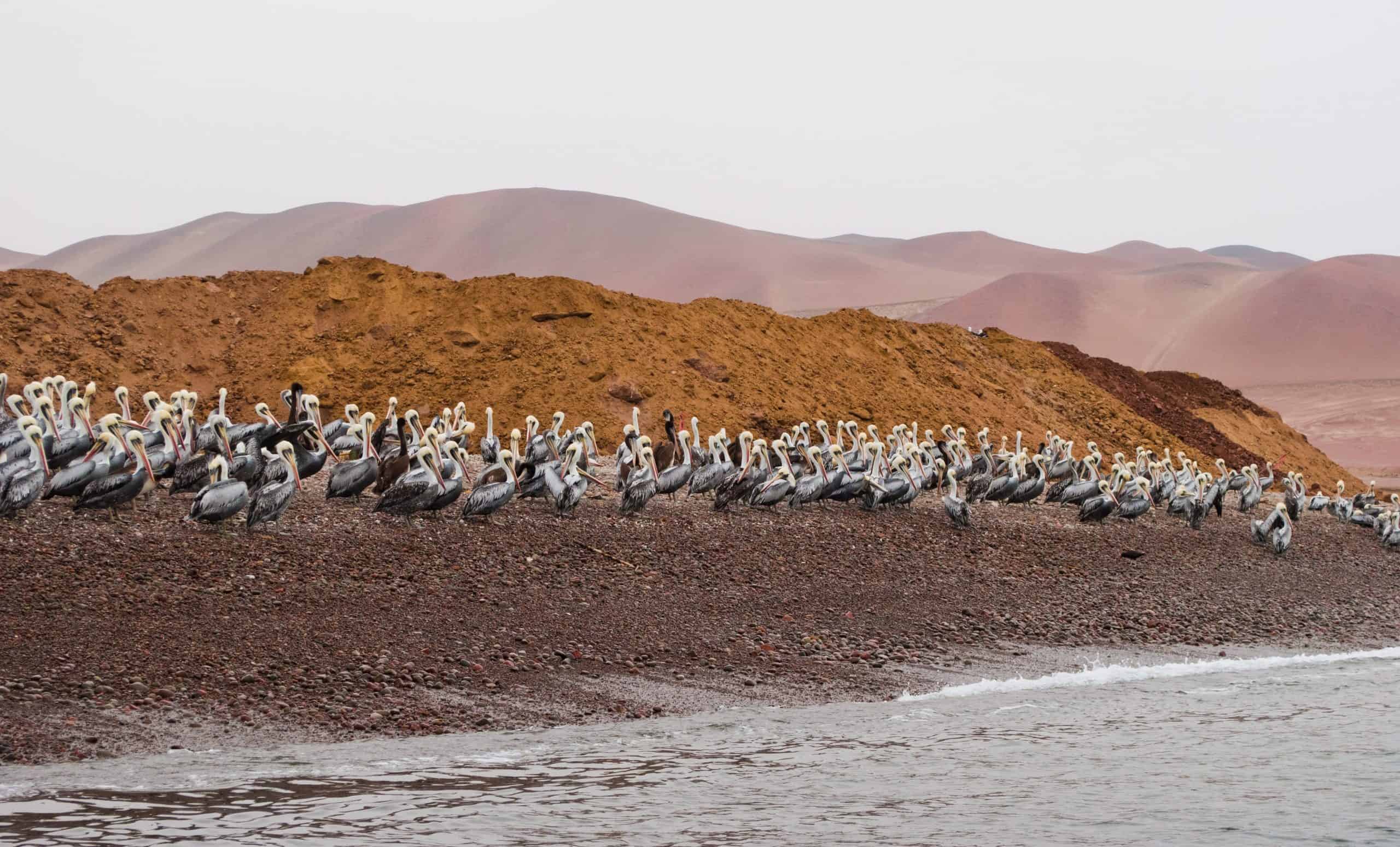 Ballestas Island - Lima vs Cusco