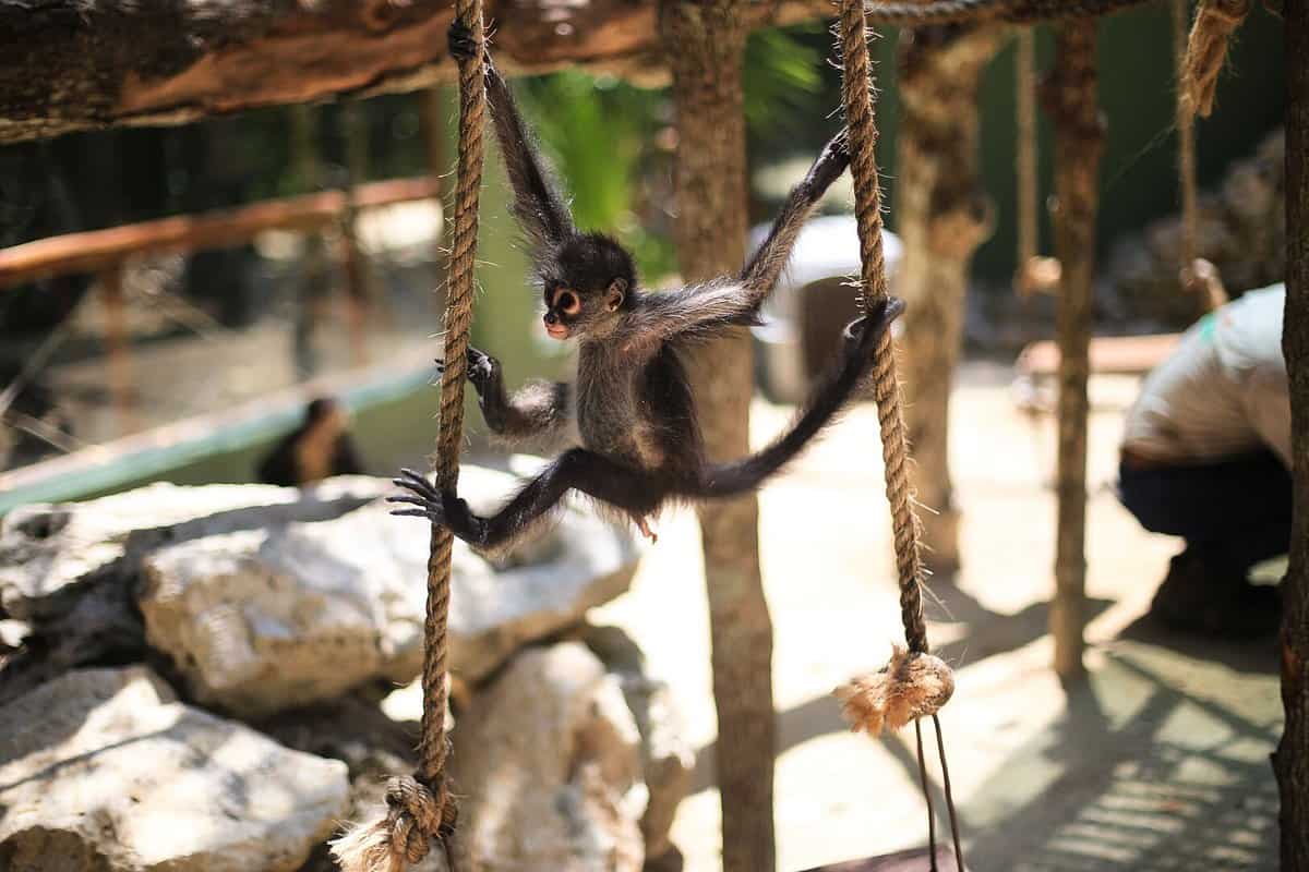 Akumal vs Tulum - Which is the Better Vacation? - Akumal Monkey Sanctuary