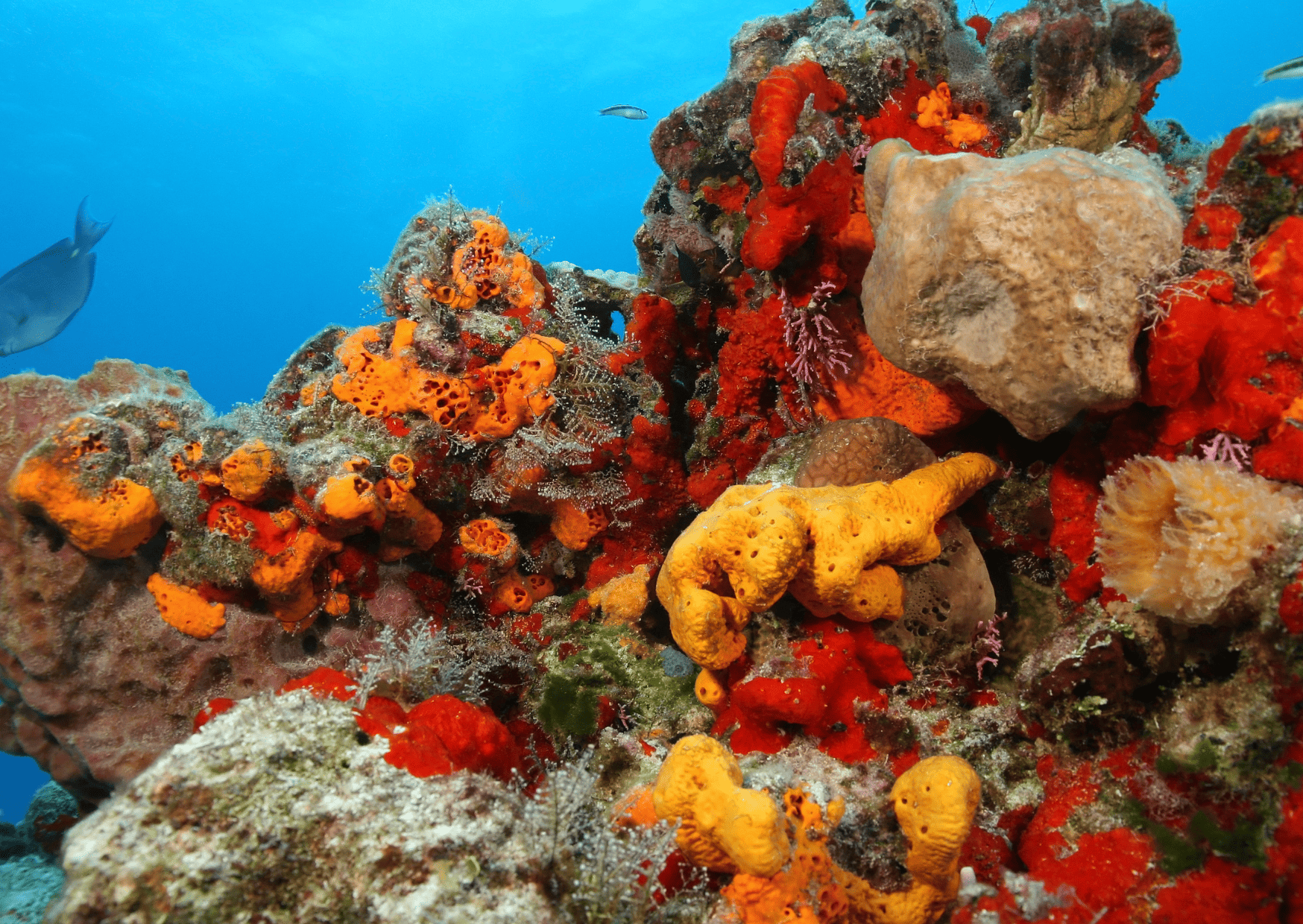 Cozumel reef is part of Mesoamerican Reef, Cozumel vs Tulum - Which is the Better Trip?