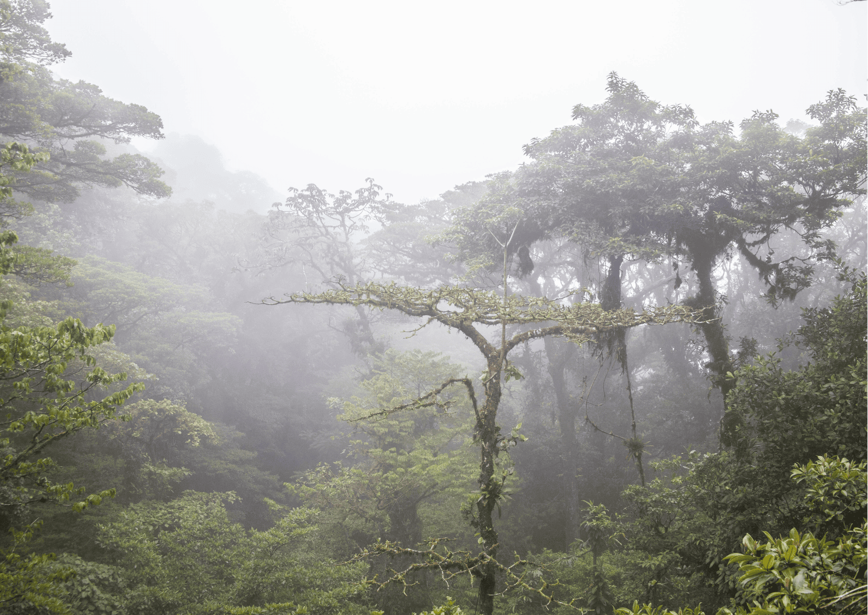 3 Days Monteverde Itinerary - Things To Do for 3 Days in Monteverde 3 monteverde itinerary, Monteverde Cloud Forest Reserve in Costa Rica - Costa Rica vs Bahamas, Bahamas vs Costa Rica