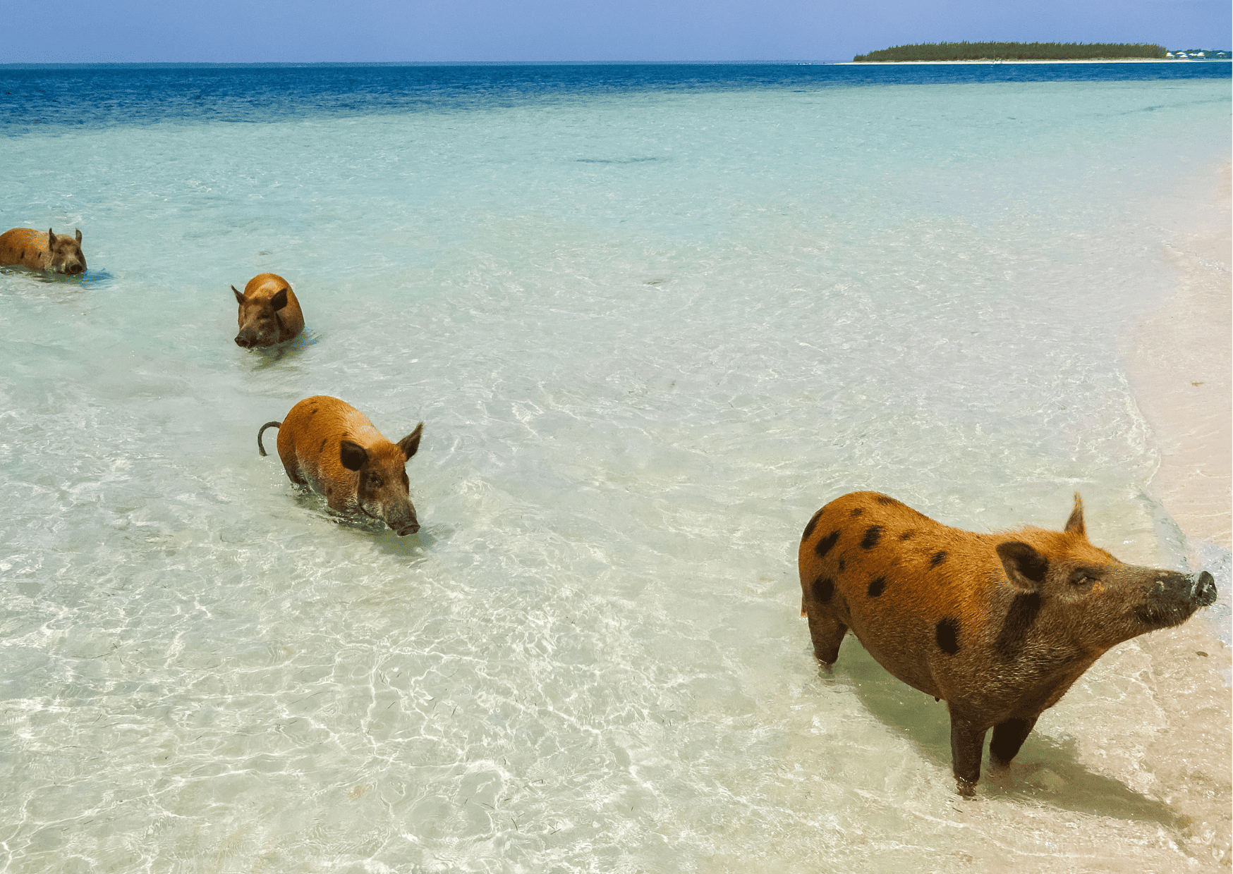 12 Most Beautiful Caribbean Islands to Visit, Costa Rica vs Bahamas - Which is the Better Vacation?