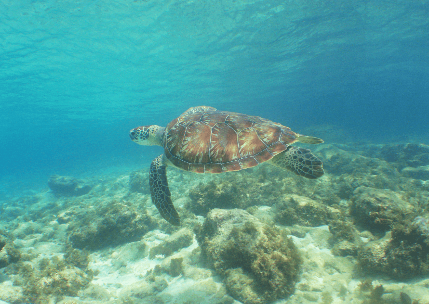 Snorkeling in Curacao in Playa Piskado Curacao - Curacao vs Aruba