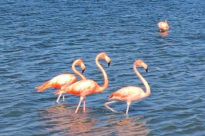 Perfect Day Tour Small Group Curacao 2