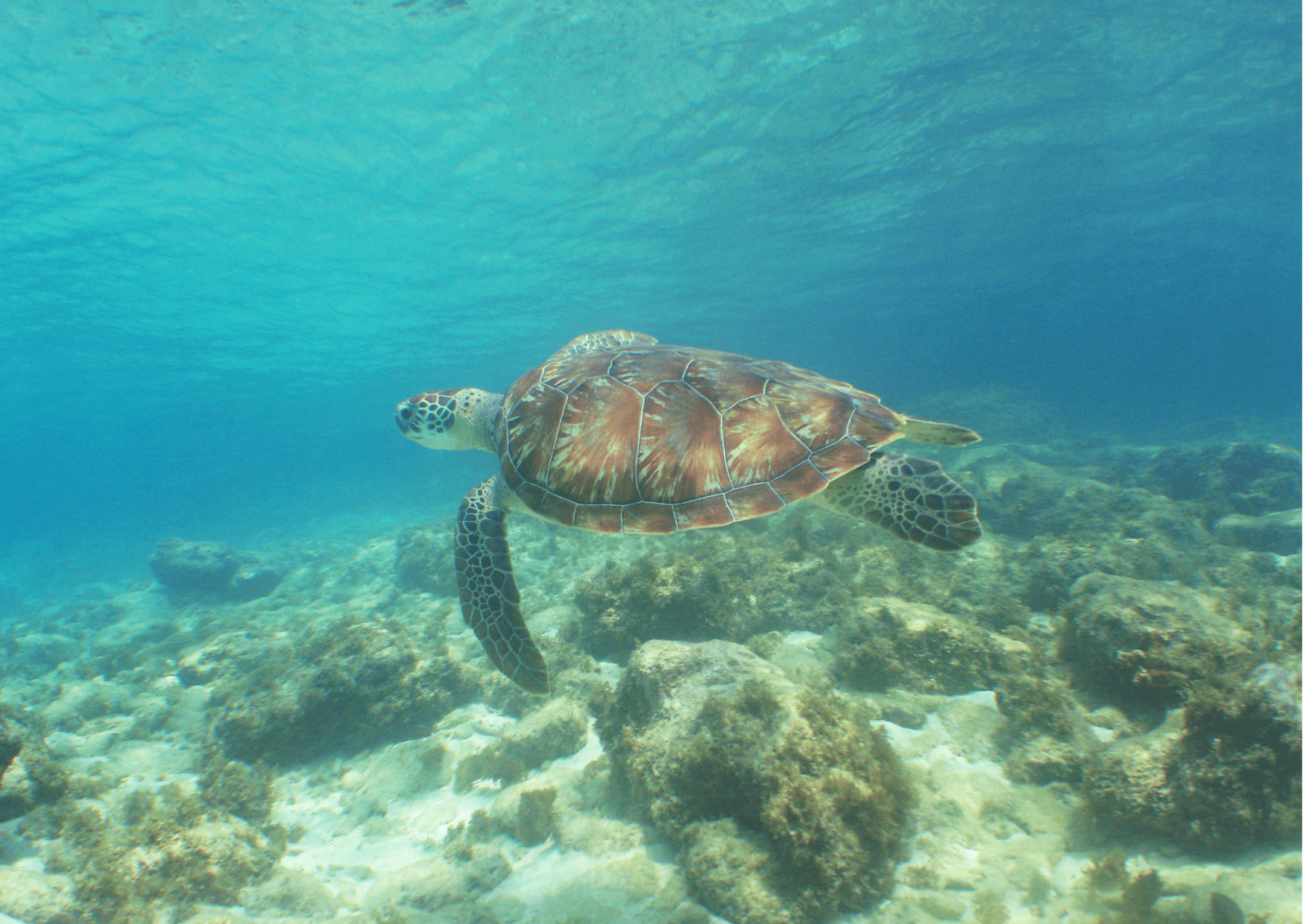 Playa Lagun Snorkeling - Curacao, Best 7-Day Curacao Itinerary (Updated 2023): How Many Days in Curacao