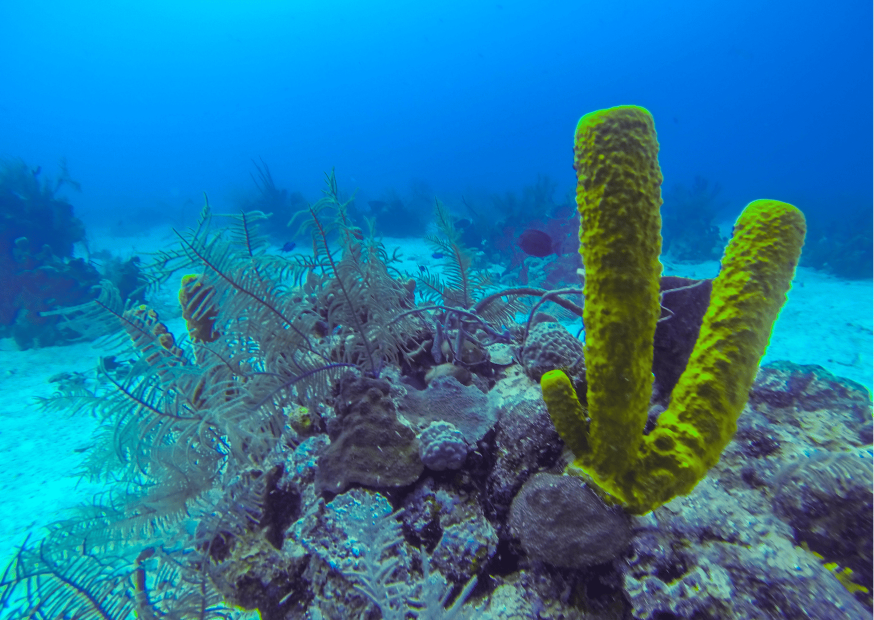Scuba diving in Belize - Cancun vs Belize
