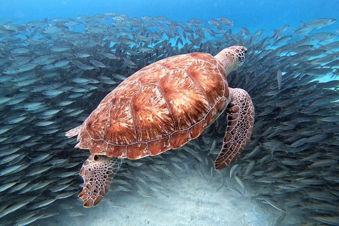 Swim with Sea Turtles Grote Knip Beach 3