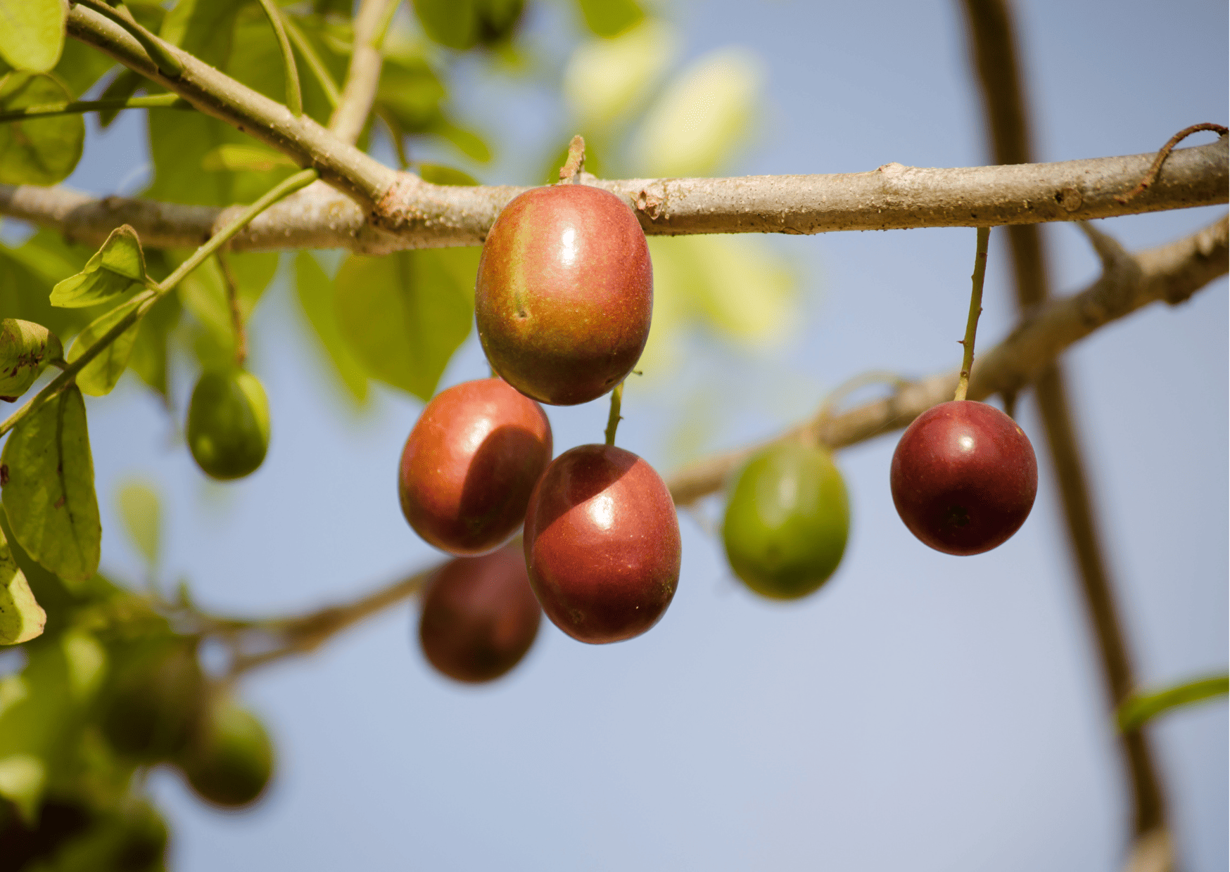 Fruits in Guatemala - Guatemalan Fruits 