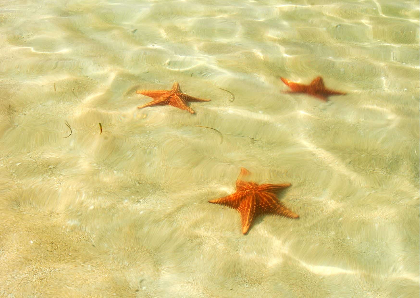 8 Best Places In The Caribbean To Live For Less Than $2,000 USD A Month, How To Get From Boquete to Bocas del Toro Best Way – All Possible Ways, Boquete to Bocas del Toro, Boquete to Bocas del Toro transfer, cheapest way from Boquete to Bocas del Toro, bus from Boquete to Bocas del Toro, from Boquete to Bocas del Toro by bus, best way from Boquete to Bocas del Toro, taxi from Boquete to Bocas del Toro, private transfer from Boquete to Bocas del Toro, Shared Van from Boquete to Bocas del Toro, rent a car in Boquete, uber from Boquete to Bocas del Toro