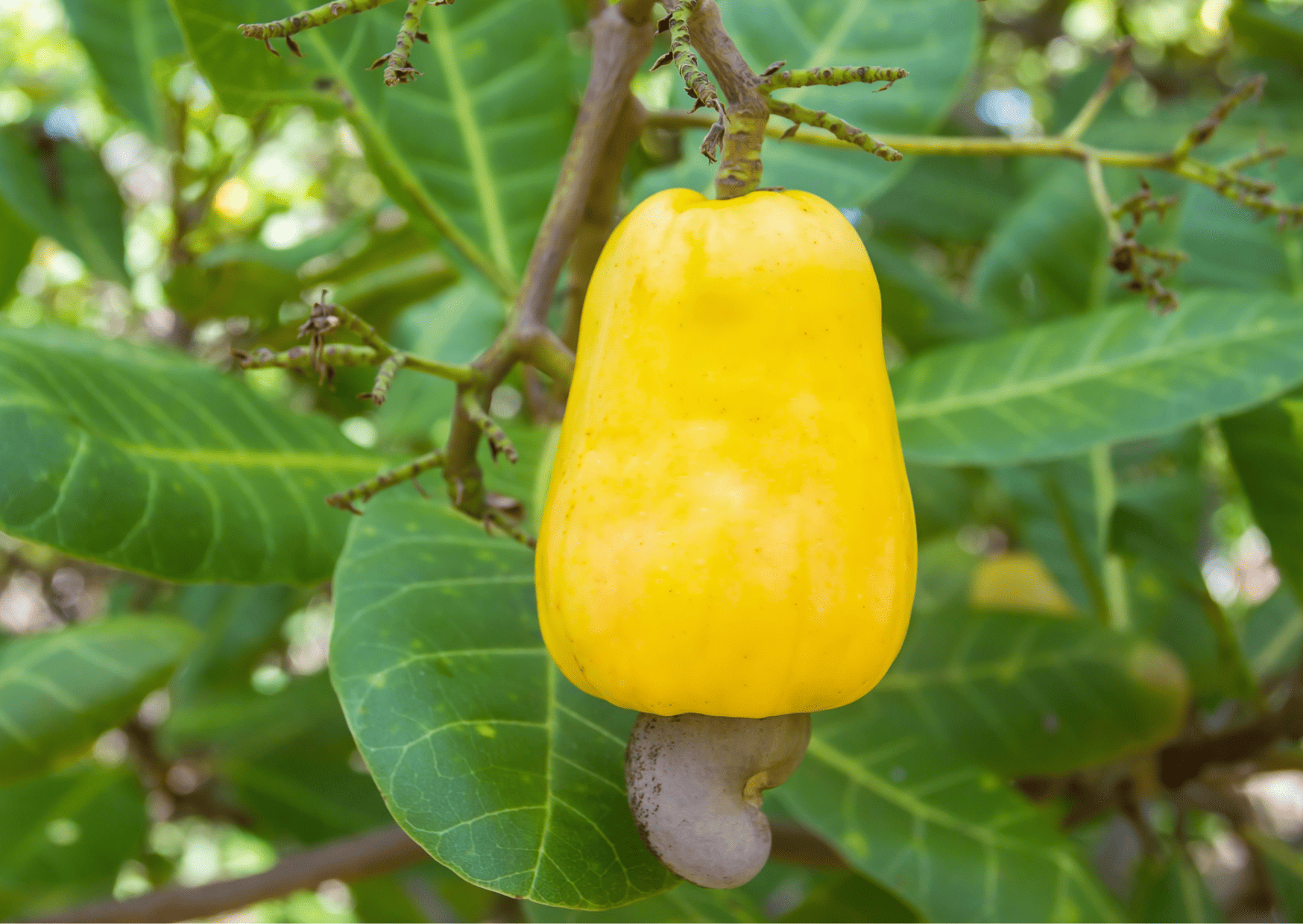 Nicaragua Fruits – 20 Exotic Nicaraguan Fruits and What Fruits in Nicaragua to Never Miss
