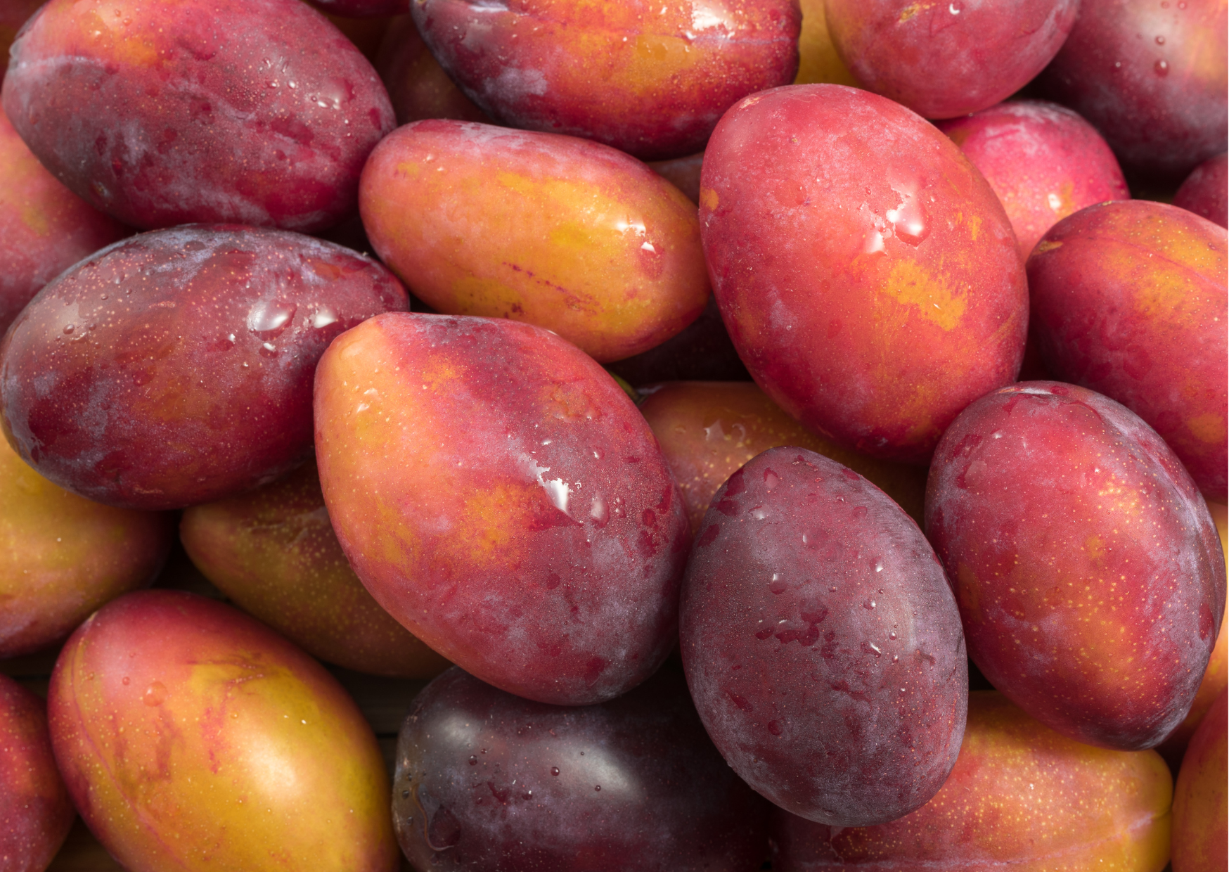 Ciruela or Plum Fruits in Panama Panamanian Fruits Exotic Fruits in Panama