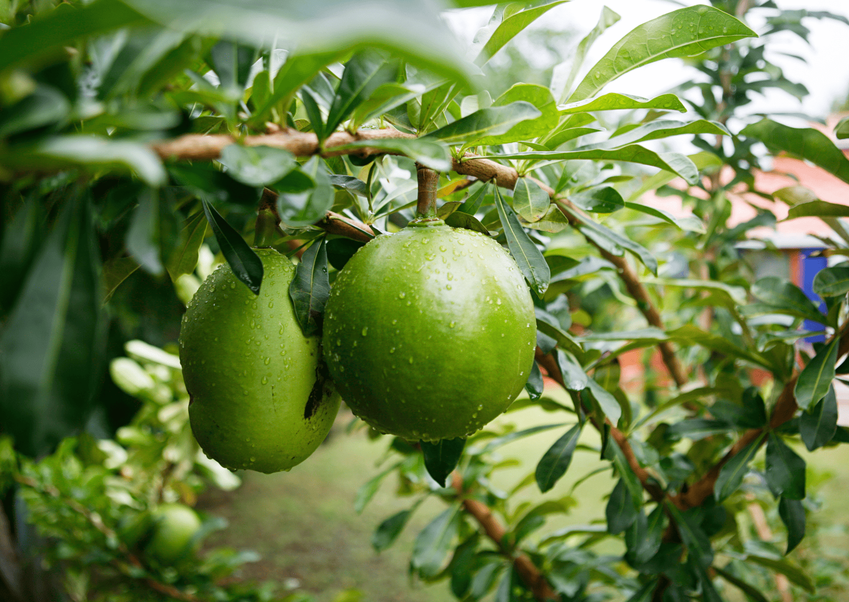 Nicaragua Fruits – 20 Exotic Nicaraguan Fruits and What Fruits in Nicaragua to Never Miss
