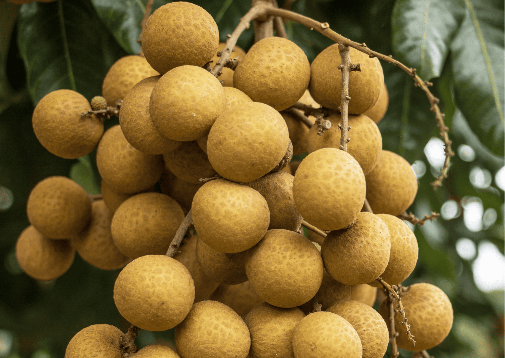 Fruits in Singapore: 25 Tropical Singapore Fruits to Try and Singapore Desserts 14 Fruits in Singapore: 25 Tropical Singapore Fruits to Try and Singapore Desserts