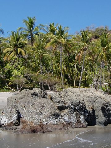 How To Get From Liberia Airport to Montezuma Best Way – All Possible Ways, Liberia Airport to Montezuma Beach, Liberia Airport to Montezuma, Liberia to Montezuma, Liberia Airport to Montezuma transfer, cheapest way from Liberia Airport to Montezuma, bus from Liberia Airport to Montezuma, from Liberia Airport to Montezuma by bus, best way from Liberia Airport to Montezuma taxi from Liberia Airport to Montezuma, private transfer from Liberia Airport to Montezuma, Shared Van from Liberia Airport to Montezuma, rent a car in Liberia Airport, uber from Liberia Airport to Montezuma