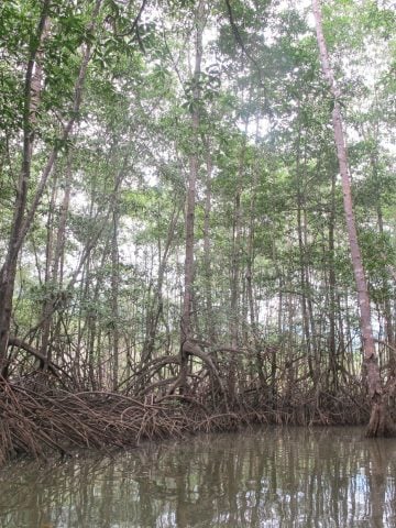 How To Get From Dominical to Sierpe Best Way – All Possible Ways, Dominical to Sierpe, Dominical to Sierpe transfer, cheapest way from Dominical to Sierpe, bus from Dominical to Sierpe, from Dominical to Sierpe by bus, best way from Dominical to Sierpe, taxi from Dominical to Sierpe, private transfer from Dominical to Sierpe, Shared Van from Dominical to Sierpe, rent a car in Dominical, uber from Dominical to Sierpe