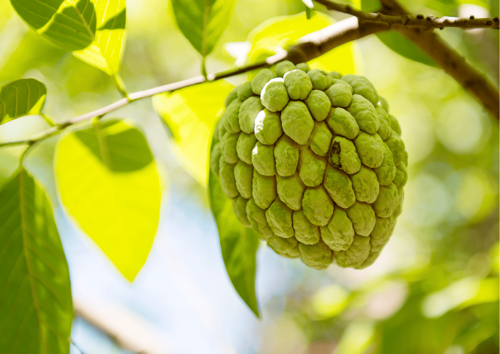 anon - Nicaragua Fruits – 20 Exotic Nicaraguan Fruits and What Fruits in Nicaragua to Never Miss
