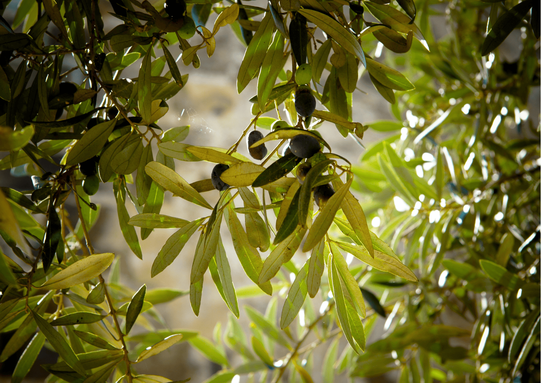 Portuguese Fruits - 30 Portugal Fruits To Not Miss When Visiting