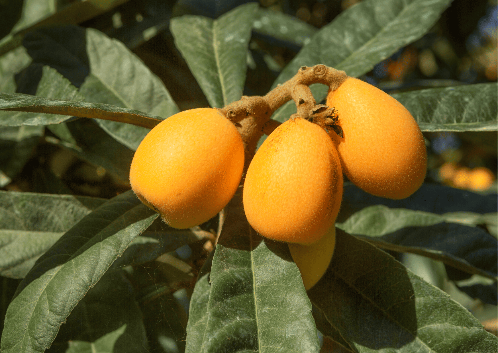 loquat Fruits in Panama Panamanian Fruits Exotic Fruits in Panama