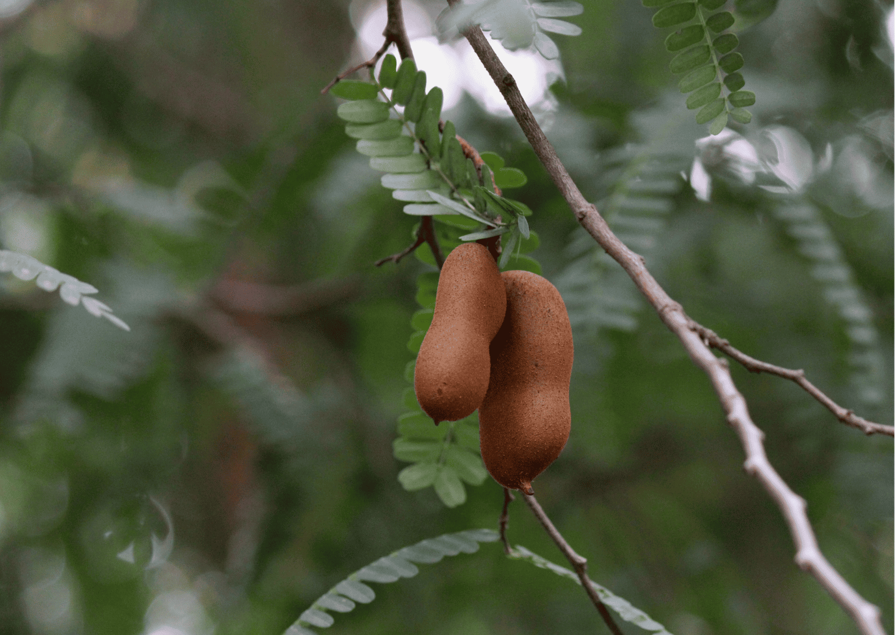 Nicaragua Fruits – 20 Exotic Nicaraguan Fruits and What Fruits in Nicaragua to Never Miss
