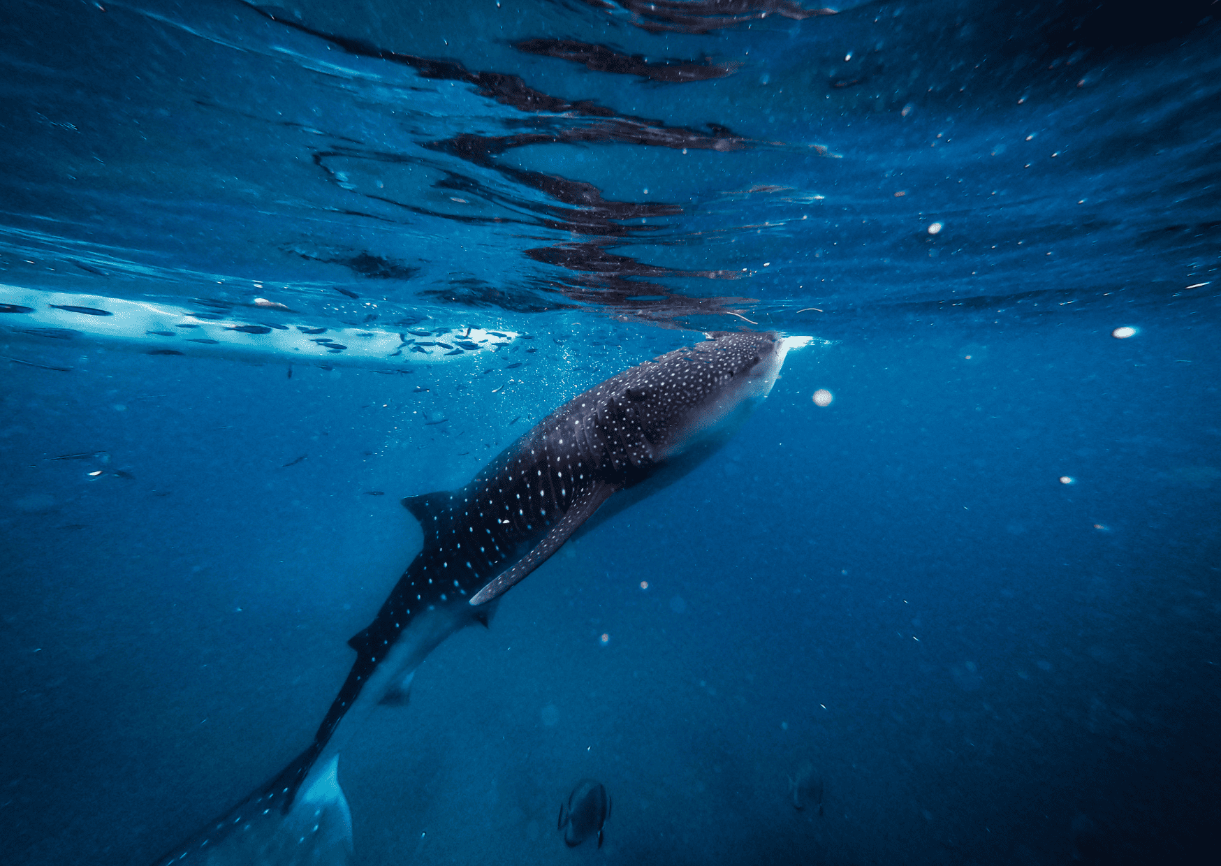 Manila vs Cebu, Cebu vs Manila