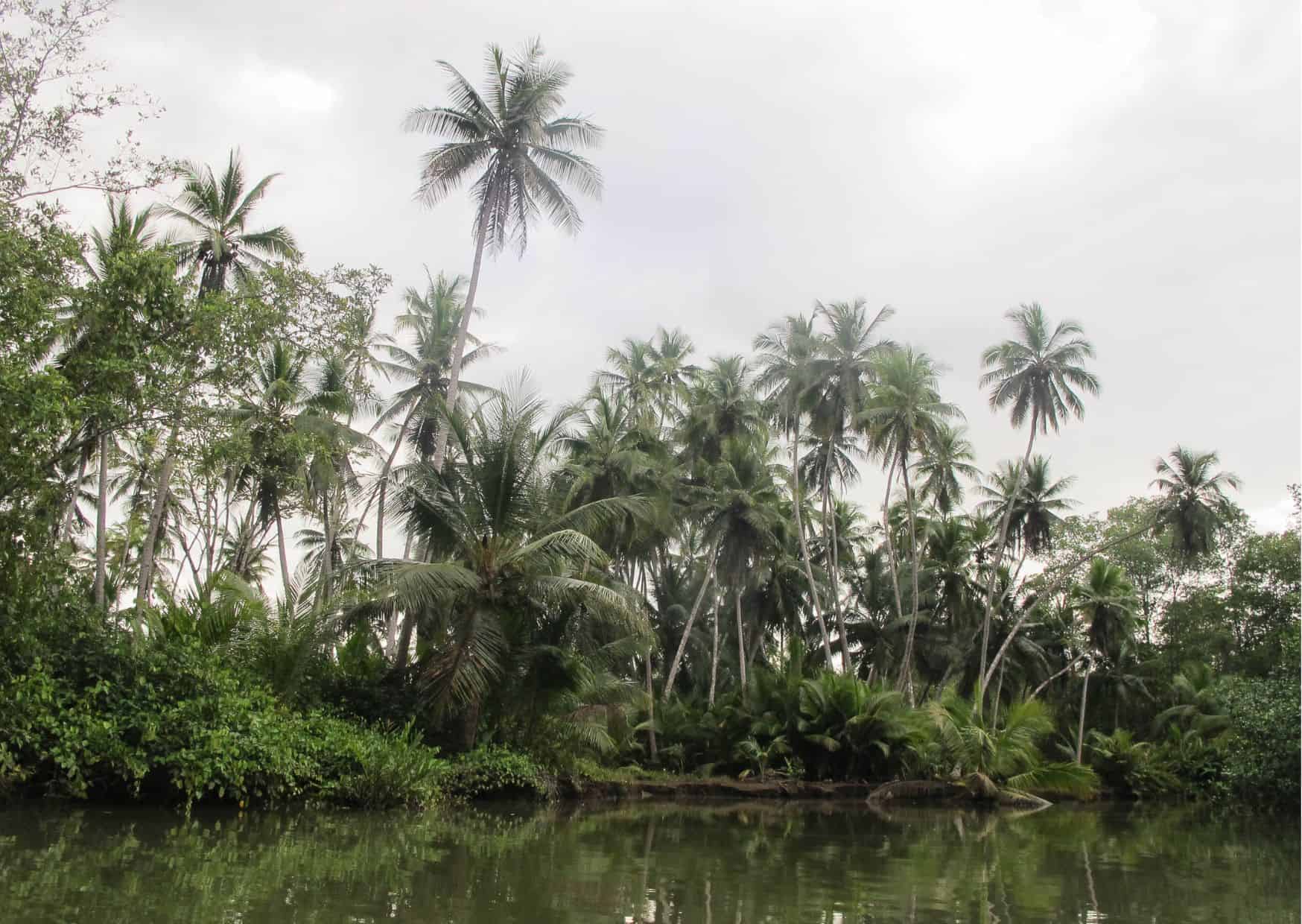 How To Get From Puerto Jimenez to Sierpe Best Way, Puerto Jimenez to Sierpe, bus from Puerto Jimenez to Palmar Norte, cheapest way from Puerto Jimenez to Sierpe, Puerto Jimenez to Sierpe by bus, bus from Puerto Jimenez to Sierpe, taxi from Puerto Jimenez to Sierpe, UBER from Puerto Jimenez to Sierpe, private transfer from Puerto Jimenez to Sierpe, Shared Van from Puerto Jimenez to Sierpe, rent a car in Puerto Jimenez to Sierpe, from Puerto Jimenez to Sierpe