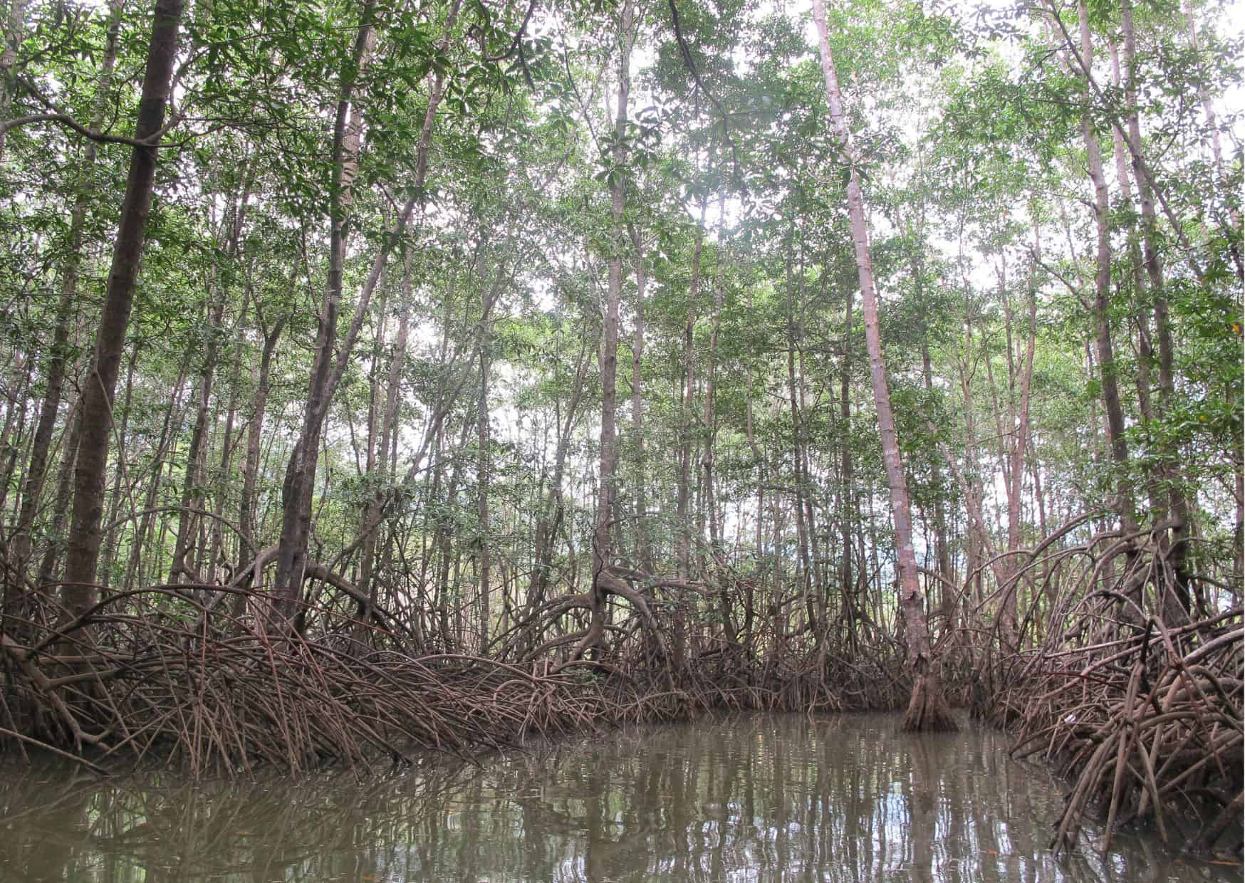 How To Get From Monteverde to Sierpe Best Way, Monteverde to Sierpe, Monteverde to Sierpe transfer, cheapest way from Monteverde to Sierpe, bus from Monteverde to Sierpe, from Monteverde to Sierpe by bus, taxi from Monteverde to Sierpe, private transfer from Monteverde to Sierpe, Shared Van from Monteverde to Sierpe, rent a car in Monteverde, uber from Monteverde to Sierpe