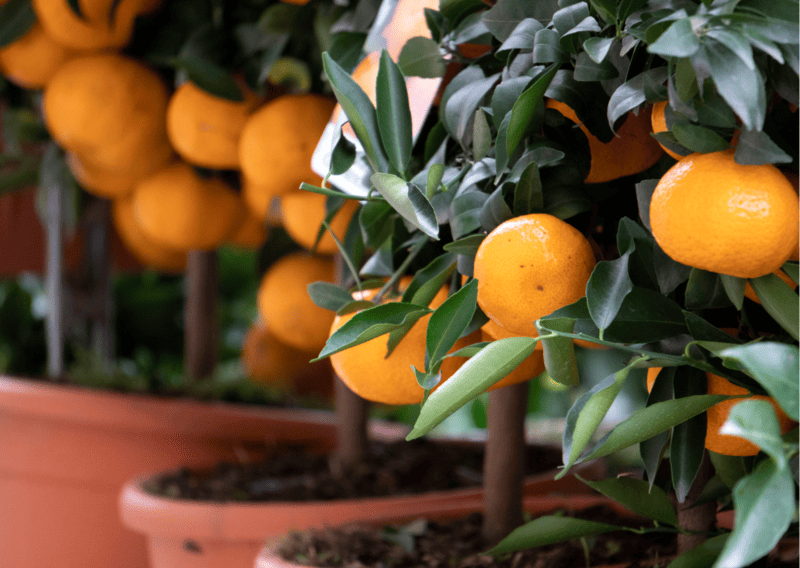 mikan, japan fruits, fruits in japan, traditional fruits in japan to try, traditional japanese fruits