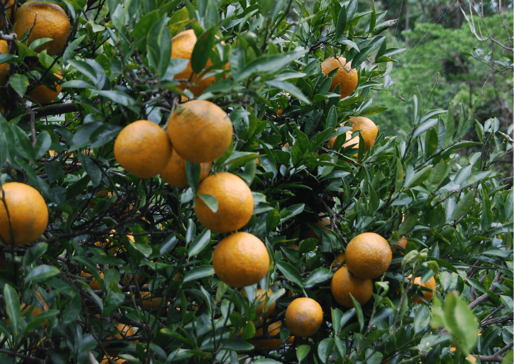 Shikuwasa (Okinawan Citrus), japan fruits, fruits in japan, traditional fruits in japan to try, traditional japanese fruits