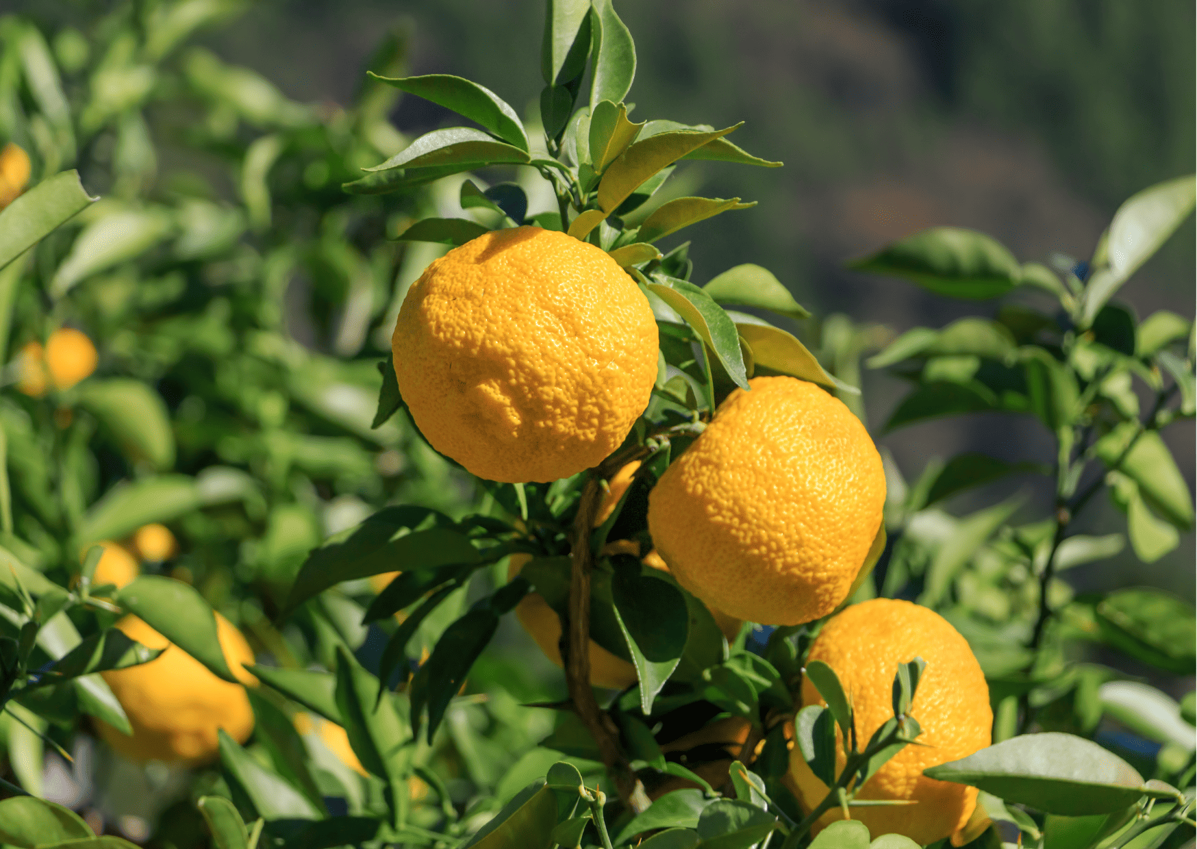 Yuzu (Japanese Citrus), japan fruits, fruits in japan, traditional fruits in japan to try, traditional japanese fruits