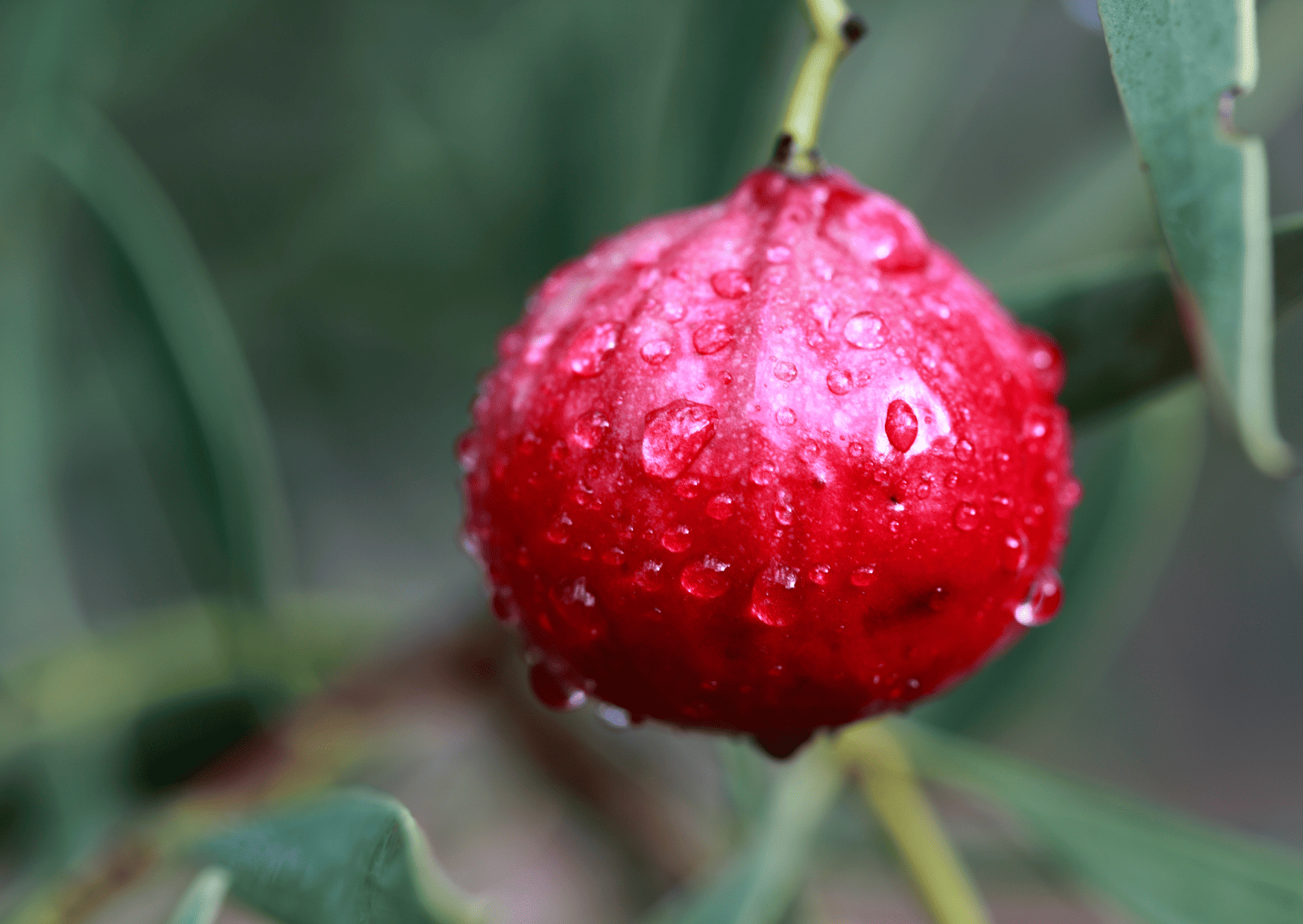 exotic fruits in Australia