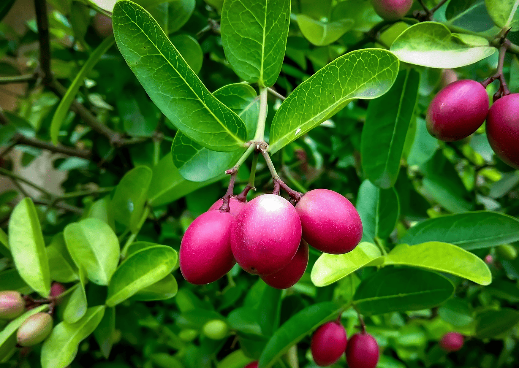 exotic fruits in Australia