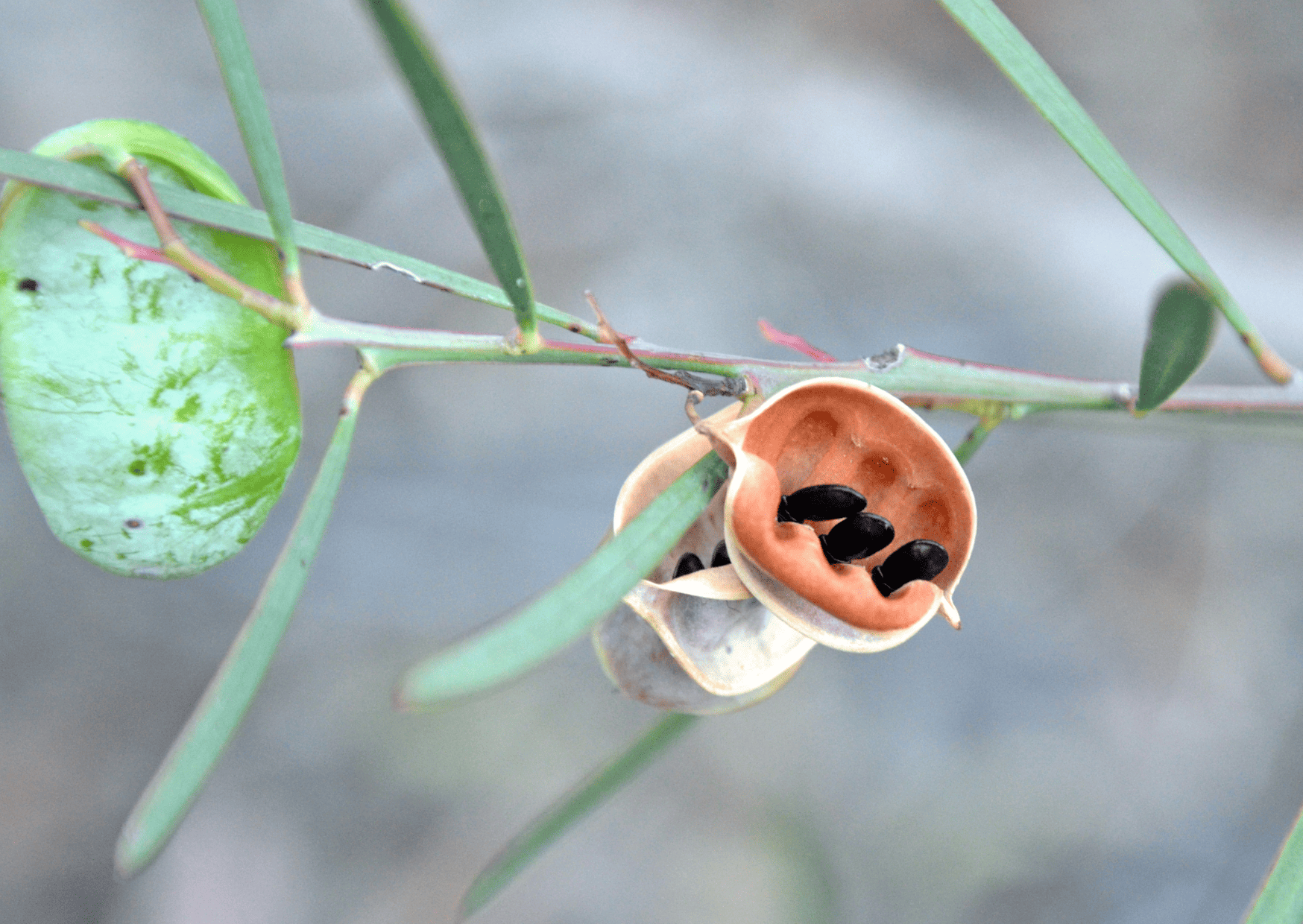 exotic fruits in Australia