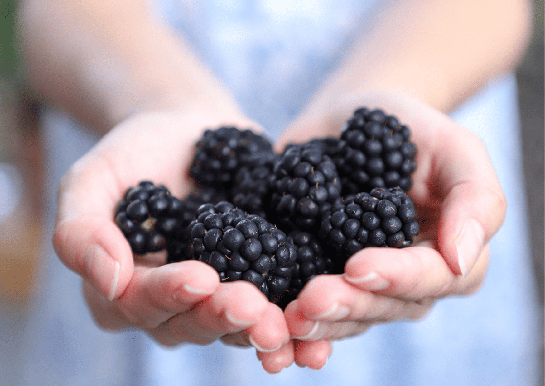 fruits in switzerland, seasonal fruits in switzerland