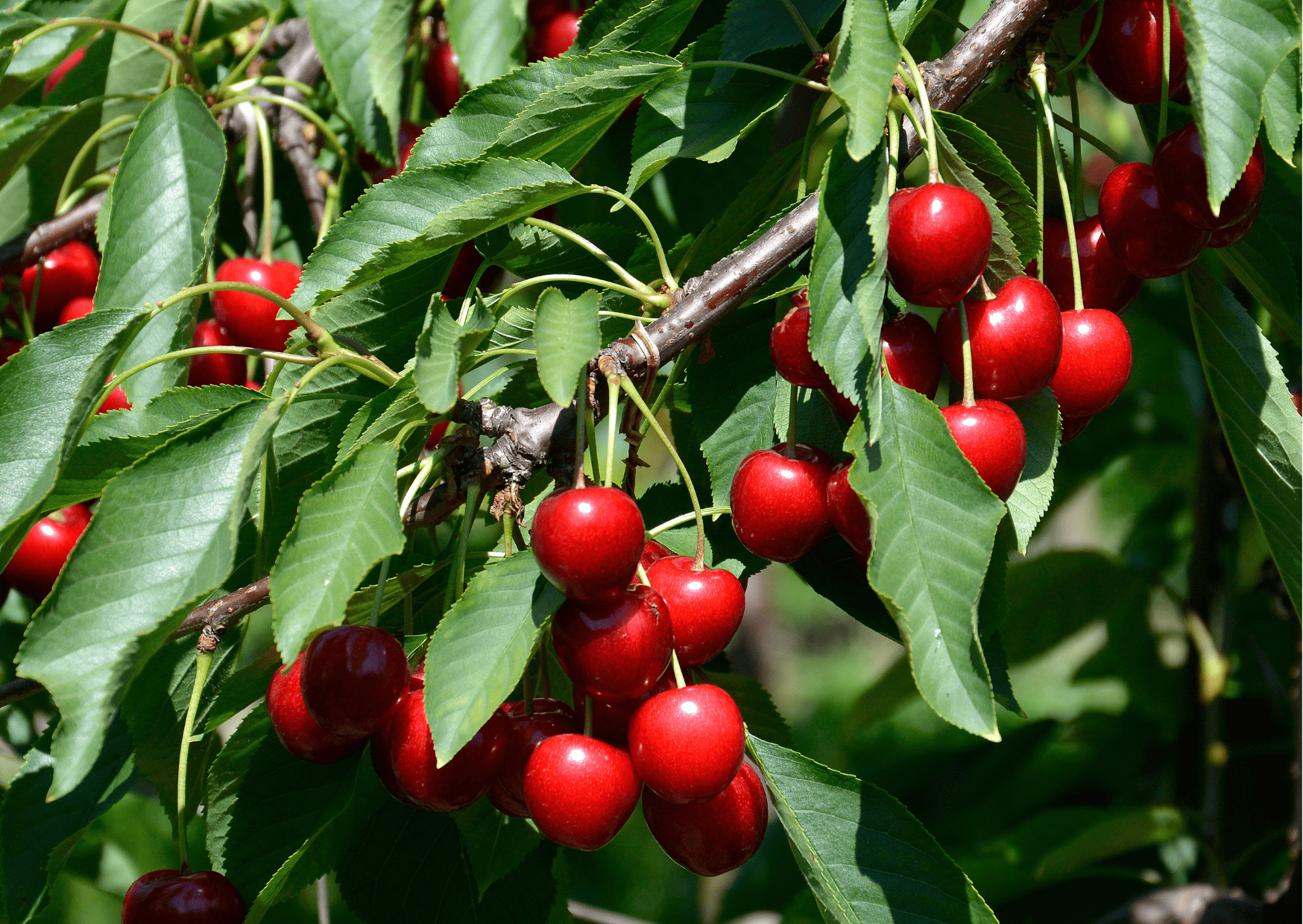 fruits in switzerland, seasonal fruits in switzerland