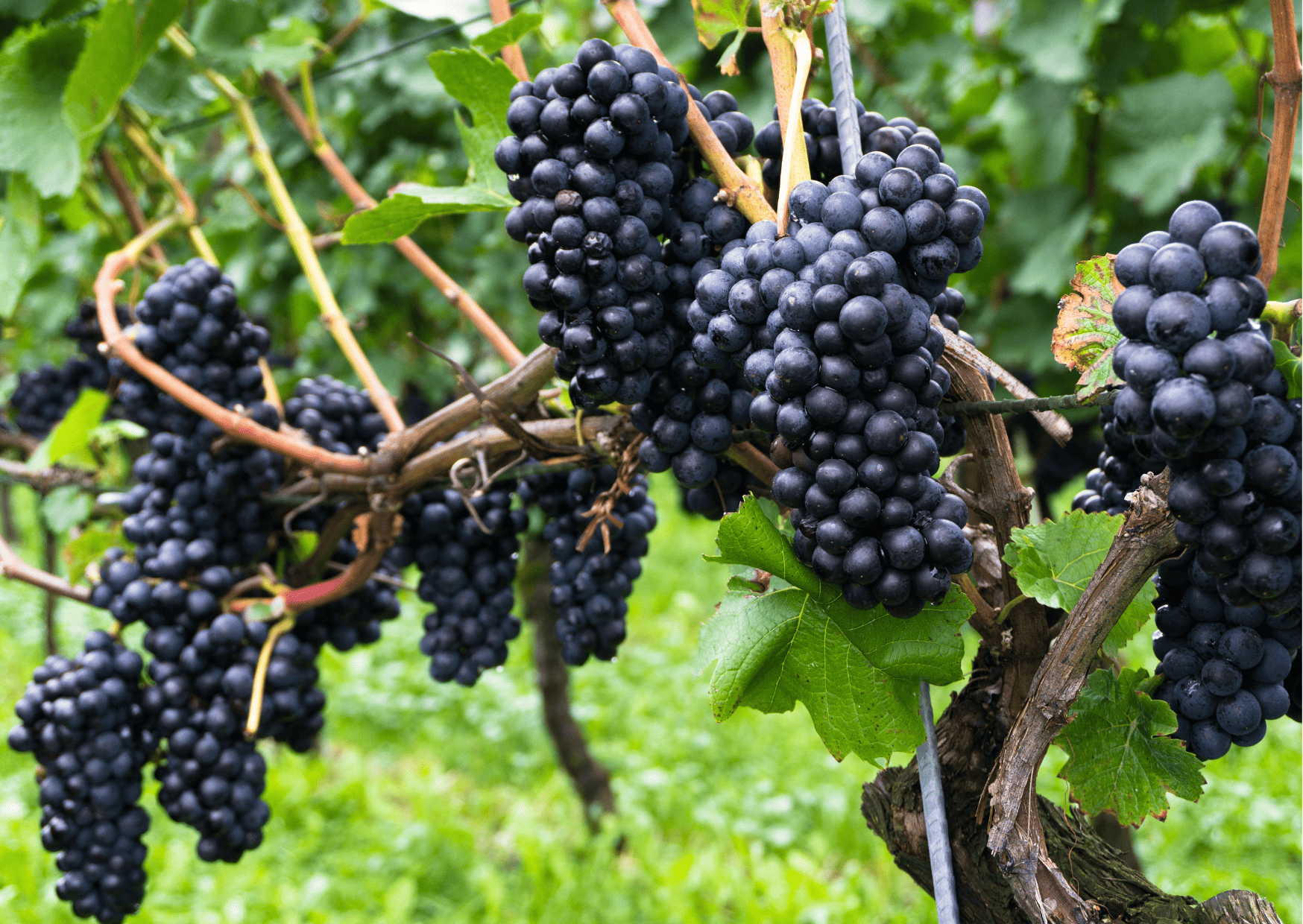 fruits in switzerland, seasonal fruits in switzerland