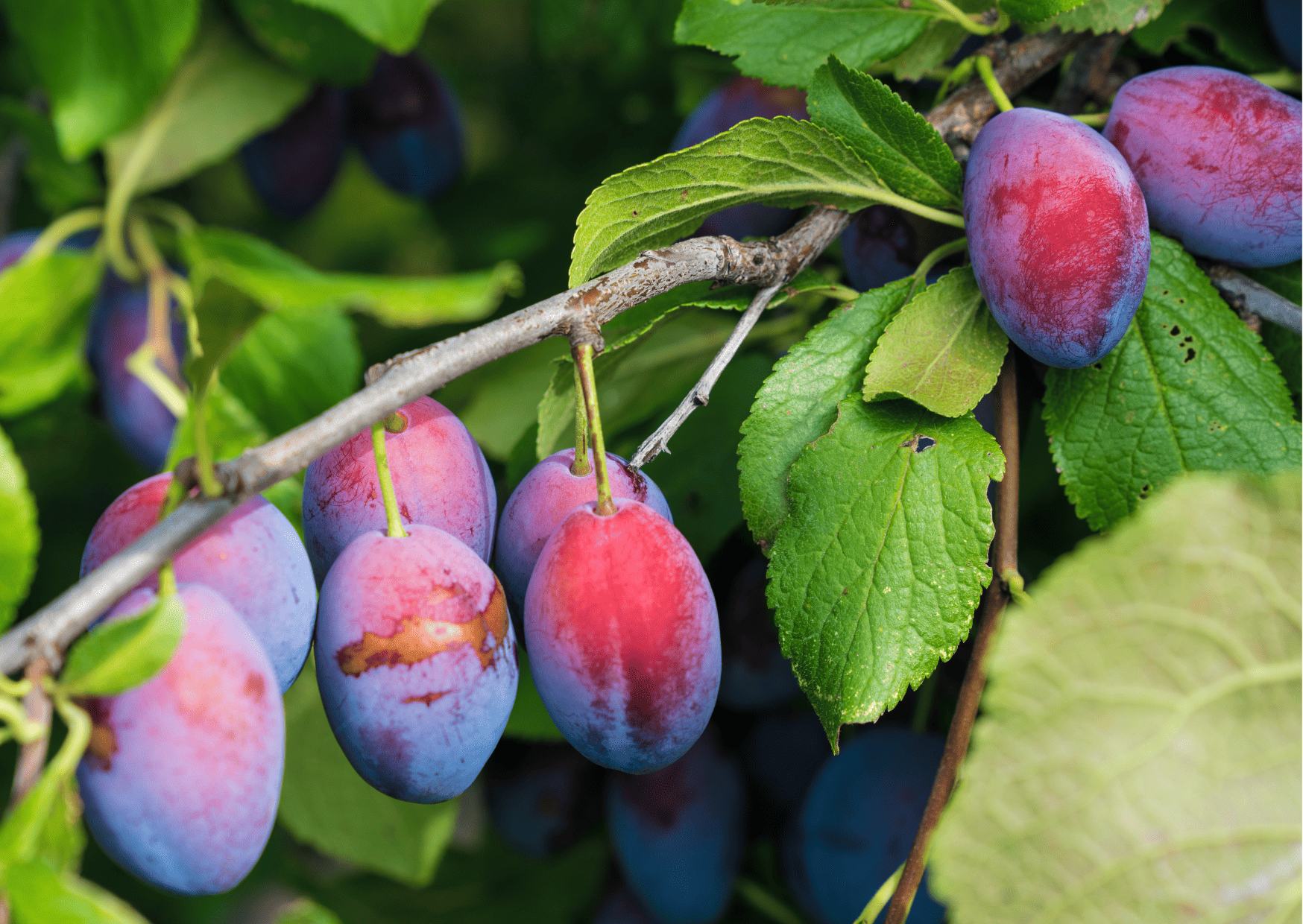 fruits in switzerland, seasonal fruits in switzerland
