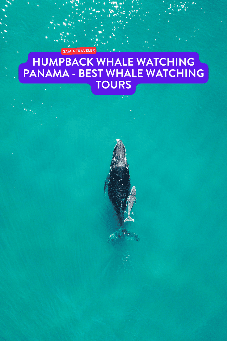 Humpback Whale Watching Panama - Best Whale Watching Tours