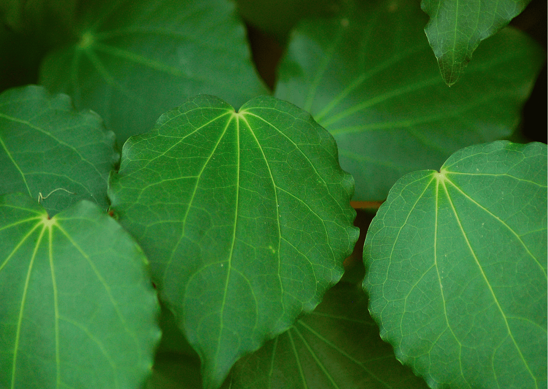 drinks in new zealand, new zealand drinks