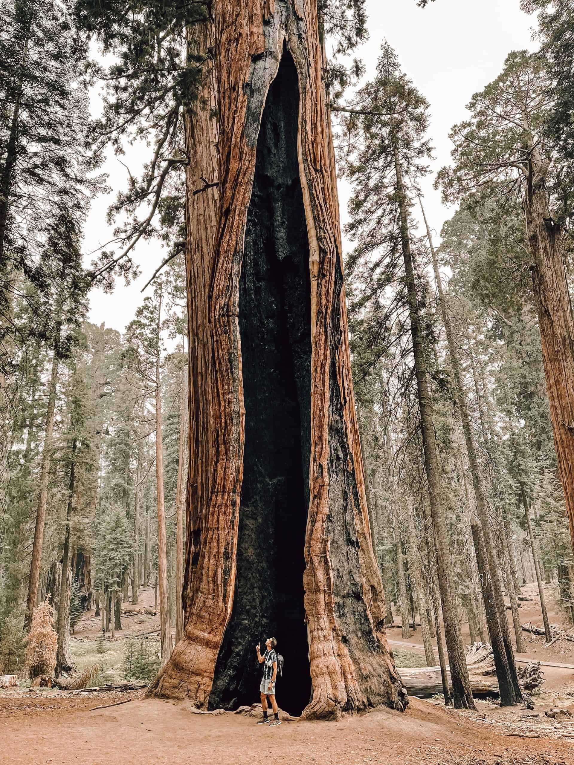 Sequoia Kings Canyon National Parks California scaled