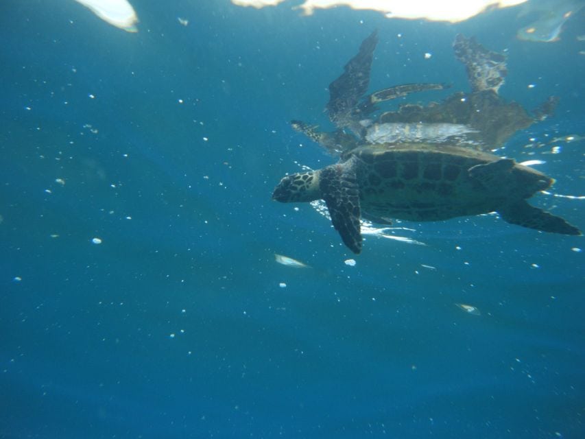 Catamaran Tamarindo: The Ultimate Catamaran Experience in Tamarindo 7 catamaran Tamarindo