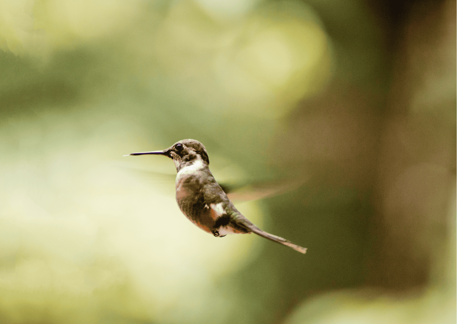 3 Days Monteverde Itinerary - Things To Do for 3 Days in Monteverde 5 Monteverde Itinerary - Things To Do for 3 Days in Monteverde