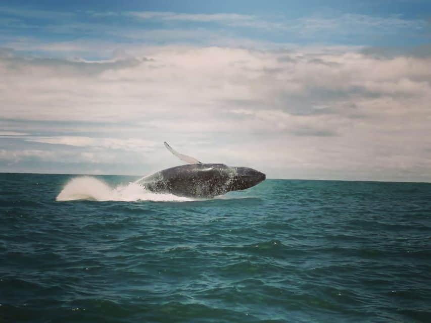 Uvita Whale Watching: Best Uvita Whale Watching in Costa Rica 3 Uvita Whale Watching