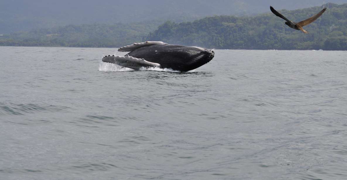 Uvita Whale Watching: Best Uvita Whale Watching in Costa Rica 2 Uvita Whale Watching