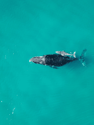 Humpback Whale Watching Panama - Best Whale Watching Tours